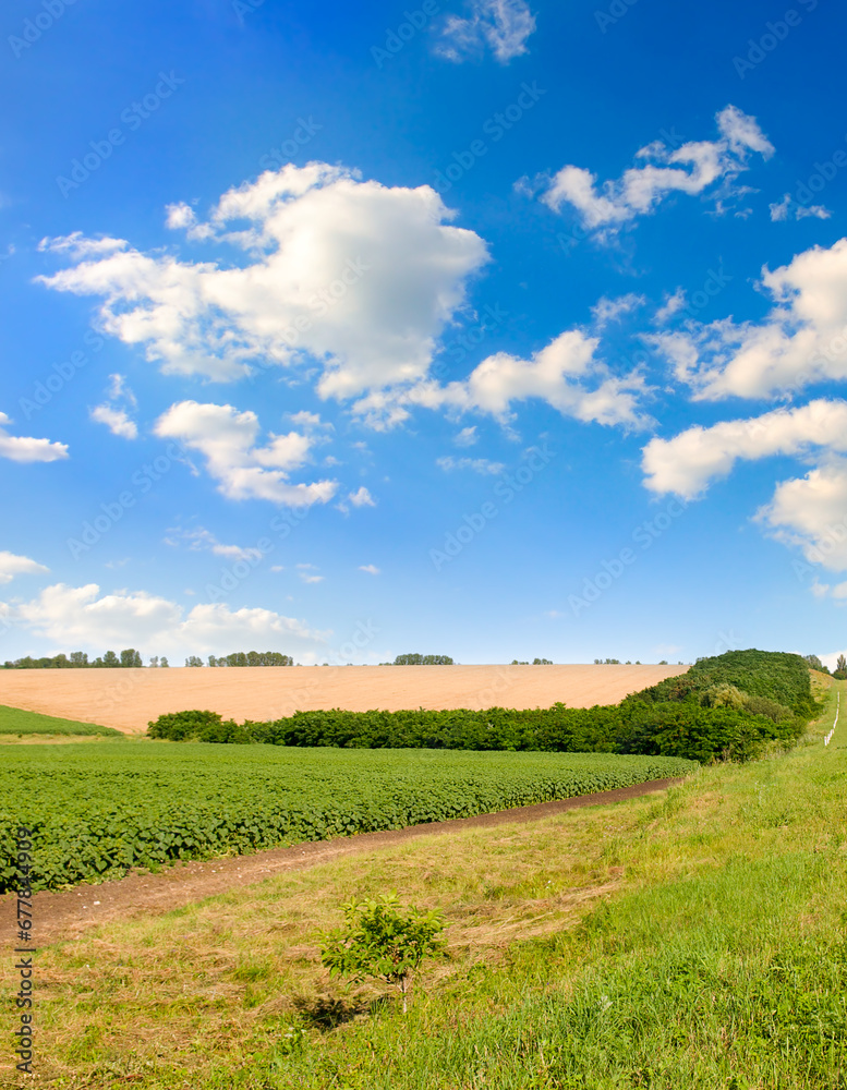 Farm fields and blue sky with beautiful clouds Vertical photo.