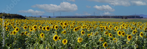 Sonnenblumen photo