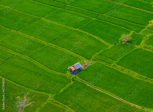Aerial scenic drone view over rice fields in Bali island. Green rice terraces located next to Ubud city center