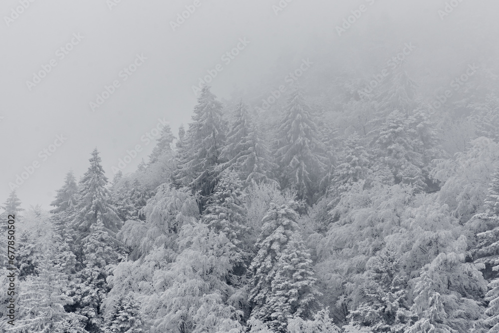 winter mountain landscape with snow and snow-covered fir trees