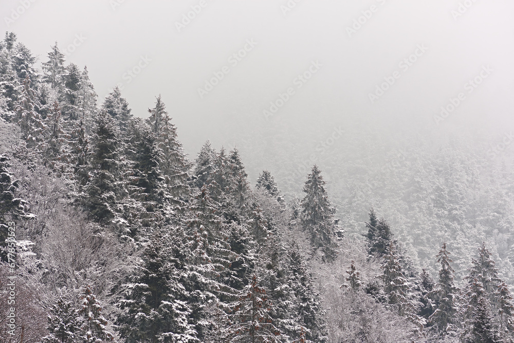winter mountain landscape with snow and snow-covered fir trees