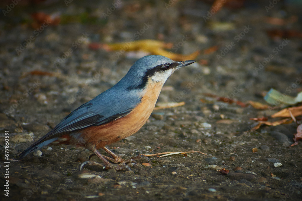 Eurasian nuthatch in autumn in the city park