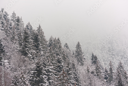 Obraz na płótnie winter mountain landscape with snow and snow-covered fir trees w salonie