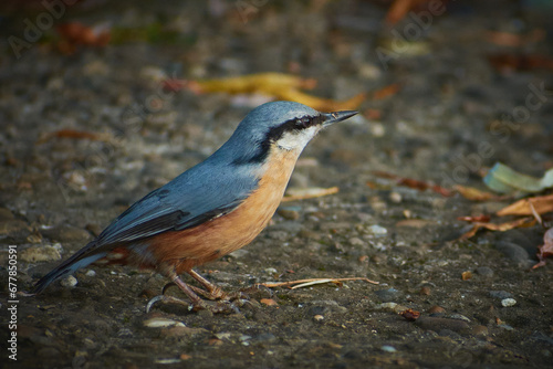 Obraz na płótnie Eurasian nuthatch in autumn in the city park w salonie