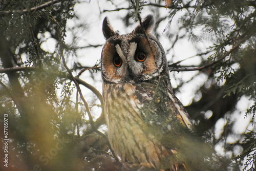 beautiful Asio otous on a fir branch