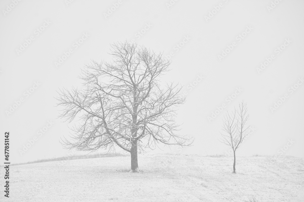 trees in winter in the snow