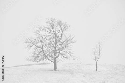 Obraz na płótnie trees in winter in the snow w salonie