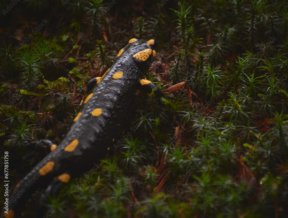 autumn salamander in the forest standing on the tree trunk