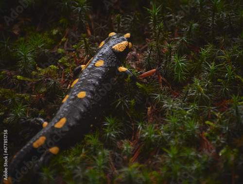 Obraz na płótnie autumn salamander in the forest standing on the tree trunk w salonie