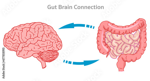 Gut brain connection, axis. Small large intestine signals enteric, nervous system. Our gut sensor is connected to the vagus nerve. Serotonin production. Illustration vector photo