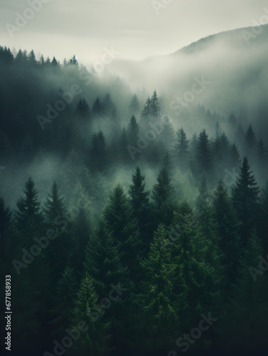 Foggy dark green pine tree forest  landscape background 