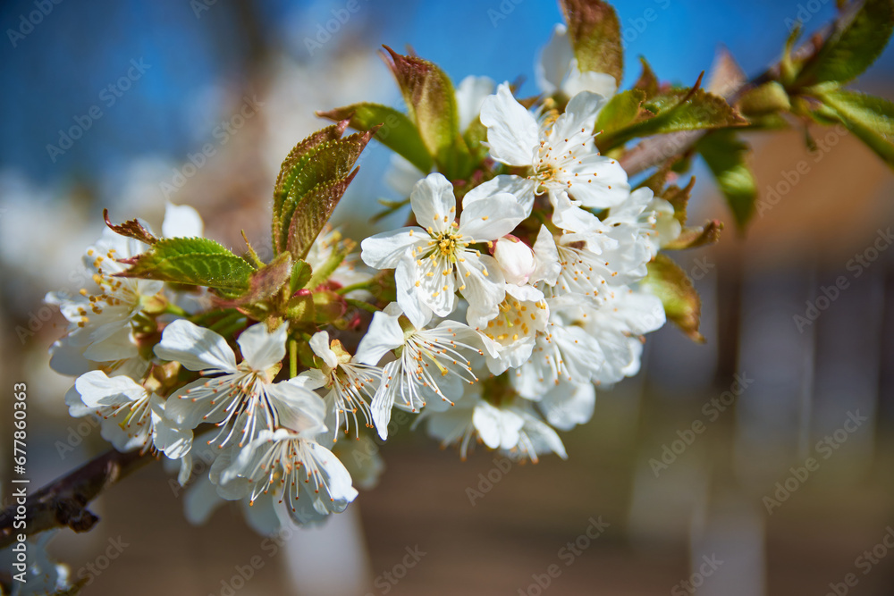 cherry blossom in spring in the garden