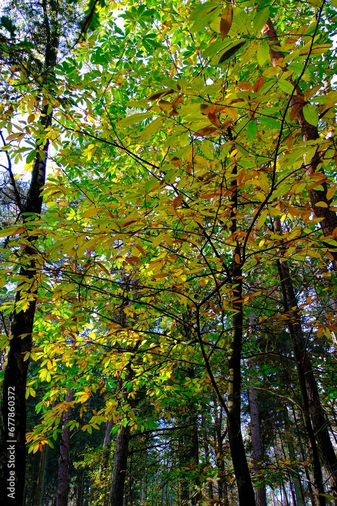 Herbst im deutschen Wald mit vielen bunten Farben Herbst im deutschen Wald mit vielen bunten Farben