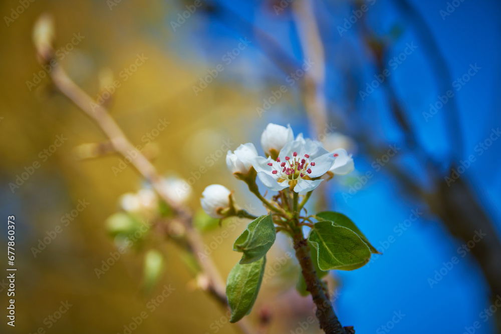 cherry blossom in spring in the garden