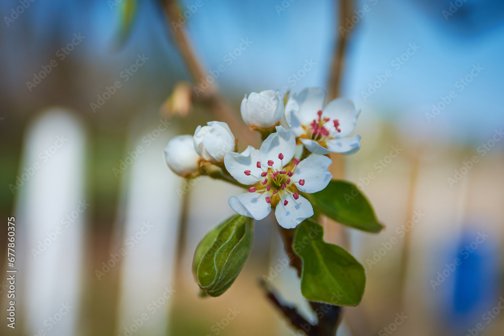 cherry blossom in spring in the garden