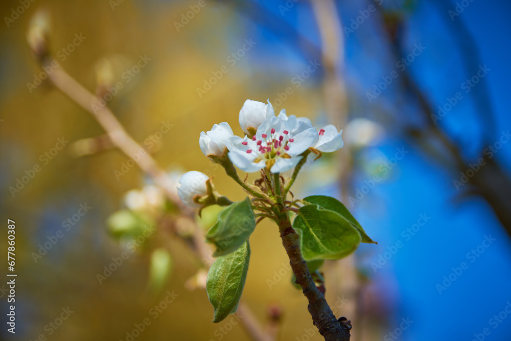 cherry blossom in spring in the garden