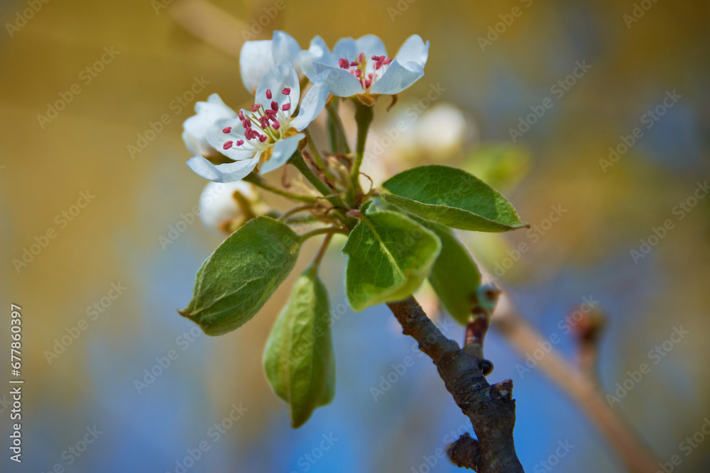 cherry blossom in spring in the garden