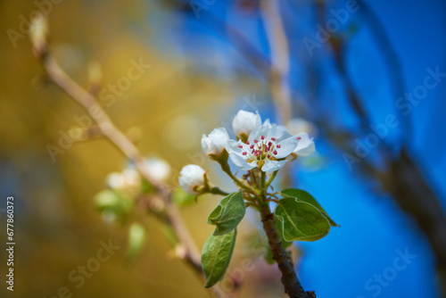 Obraz na płótnie cherry blossom in spring in the garden w salonie
