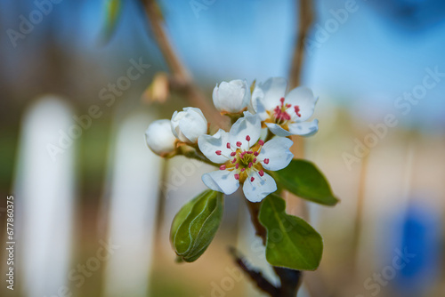 Obraz na płótnie cherry blossom in spring in the garden w salonie