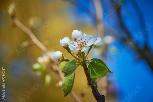 Obraz na płótnie cherry blossom in spring in the garden w salonie