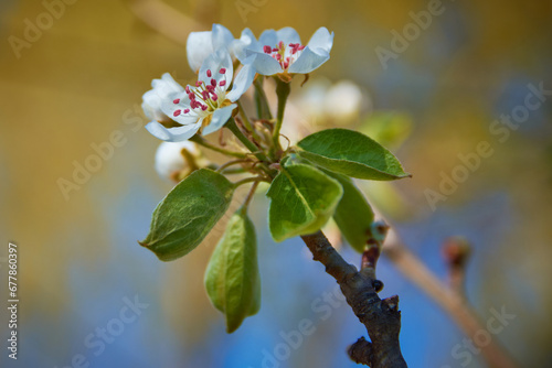 Obraz na płótnie cherry blossom in spring in the garden w salonie