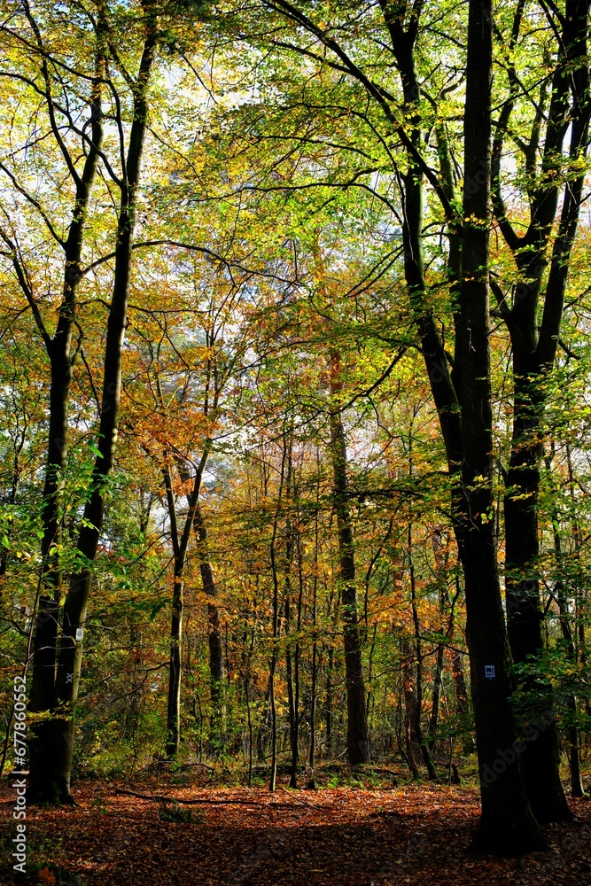 Fototapeta premium Herbst im deutschen Wald mit vielen bunten Farben