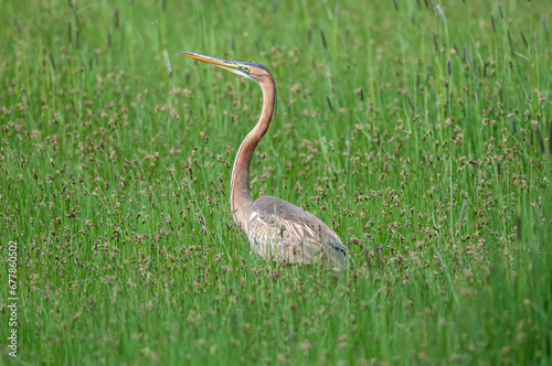 Purple heron  Ardea purpurea  in its natural habitat.