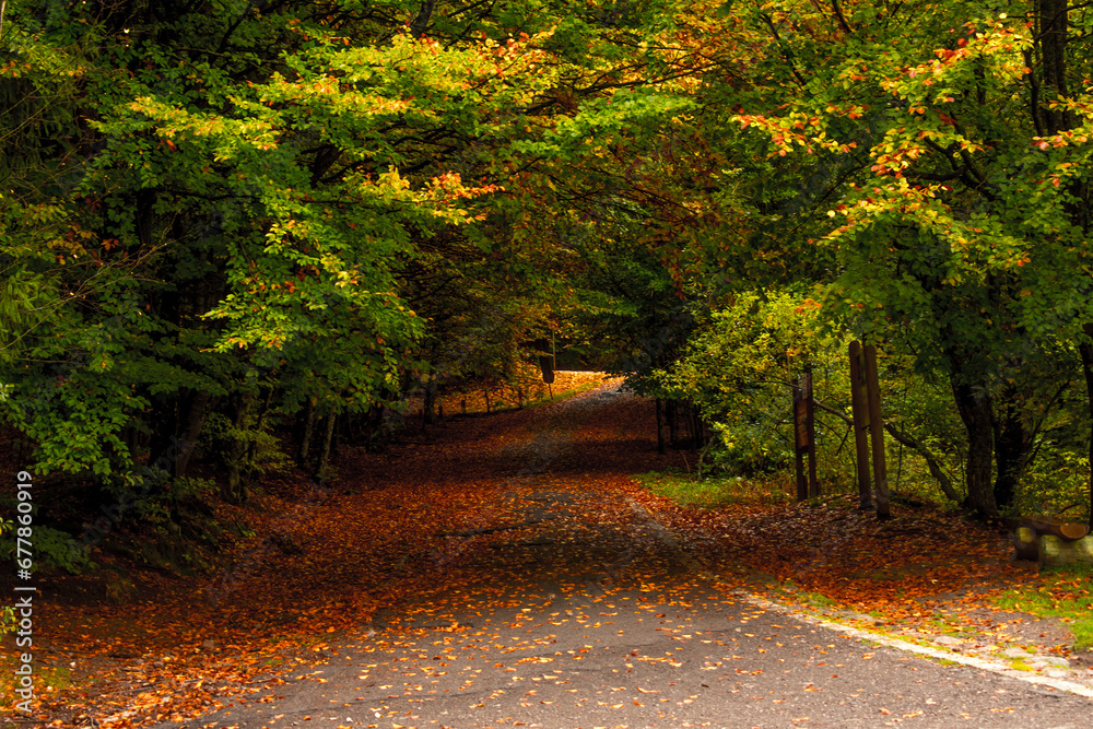 the beautiful autumn colored forest