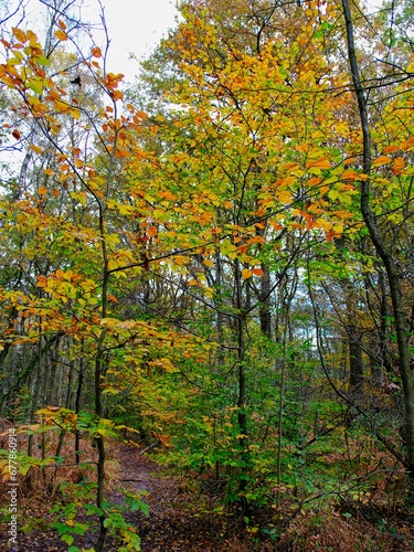 Fototapeta Naklejka Na Ścianę i Meble -  Herbst im deutschen Wald mit vielen bunten Farben