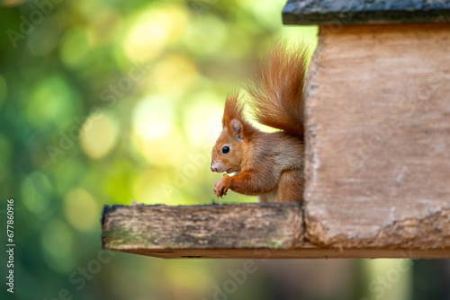 Red squirrel sitting in a feeder with a nut in its paws. Green blurred background on a sunny day. Autumn moody wildlife photography.