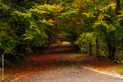 Obraz na płótnie the beautiful autumn colored forest w salonie