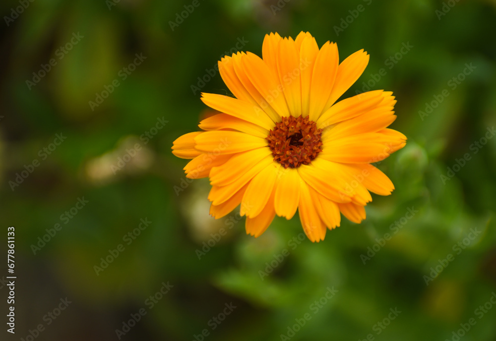 Beautiful flowers of Calendula officinalis blooming in the garden