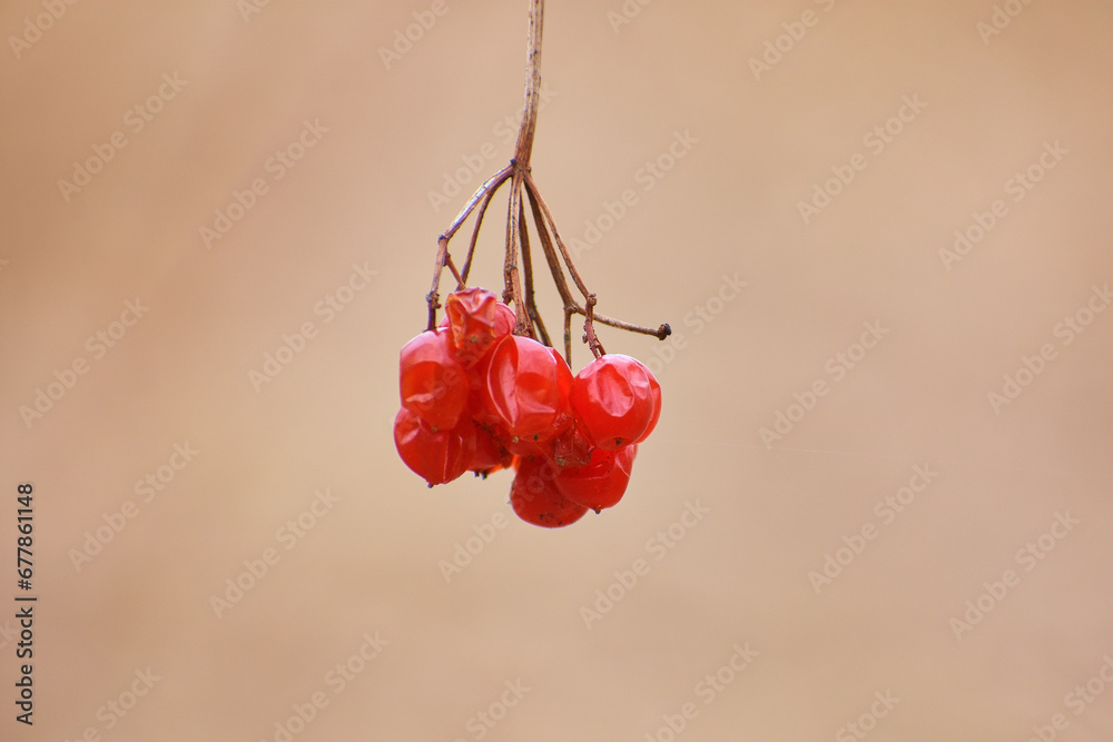 dried field fruits in the forest