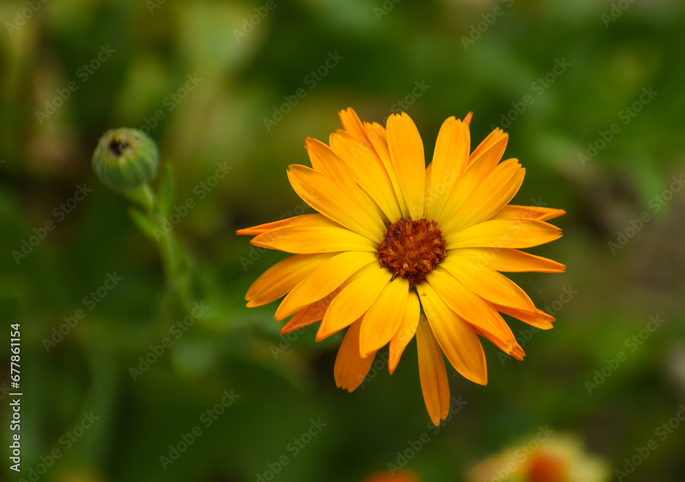 Beautiful flowers of Calendula officinalis blooming in the garden