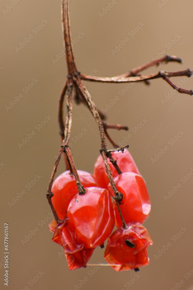 dried field fruits in the forest
