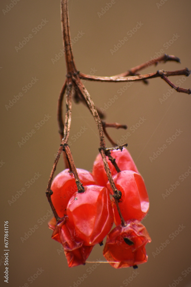 dried field fruits in the forest