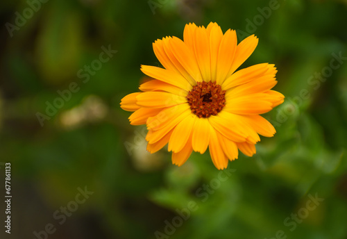 Obraz na płótnie Beautiful flowers of Calendula officinalis blooming in the garden w salonie