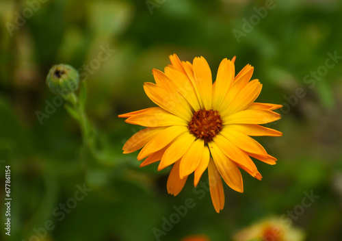 Obraz na płótnie Beautiful flowers of Calendula officinalis blooming in the garden w salonie
