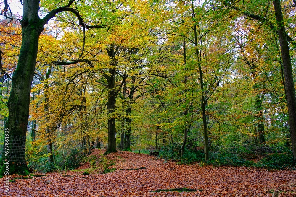 Herbst im deutschen Wald mit vielen bunten Farben Herbst im deutschen Wald mit vielen bunten Farben