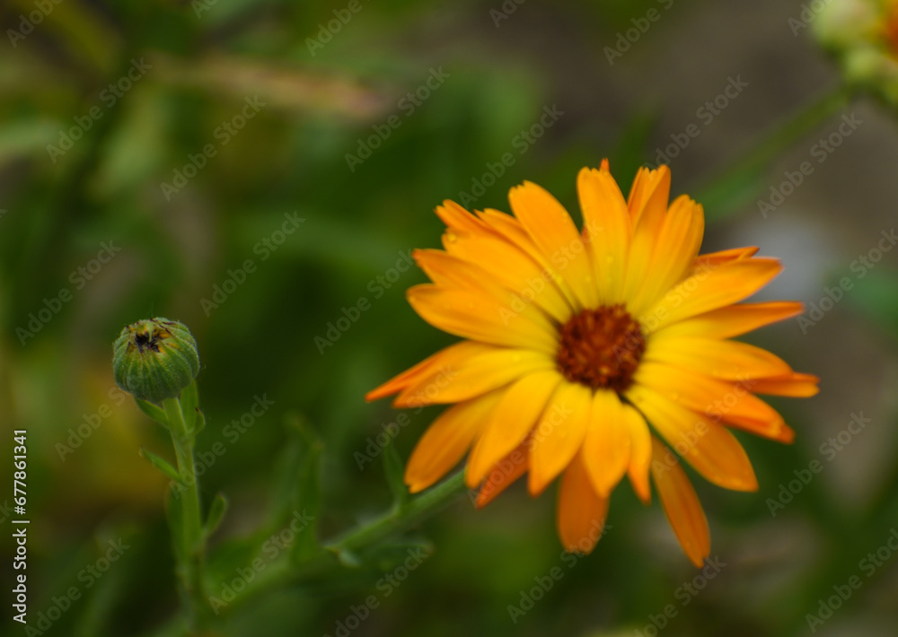 Beautiful flowers of Calendula officinalis blooming in the garden