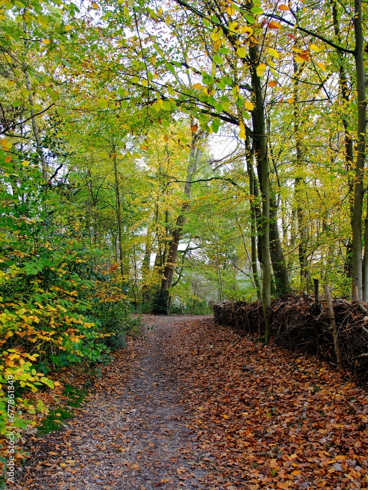 Herbst im deutschen Wald mit vielen bunten Farben Herbst im deutschen Wald mit vielen bunten Farben
