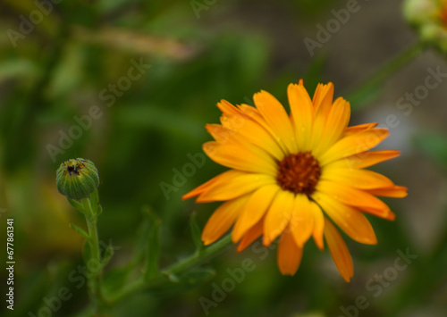 Obraz na płótnie Beautiful flowers of Calendula officinalis blooming in the garden w salonie