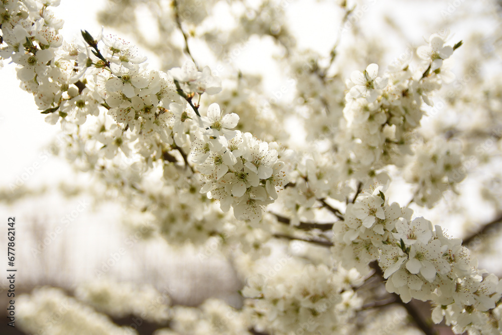 cherry blossom in spring in the garden