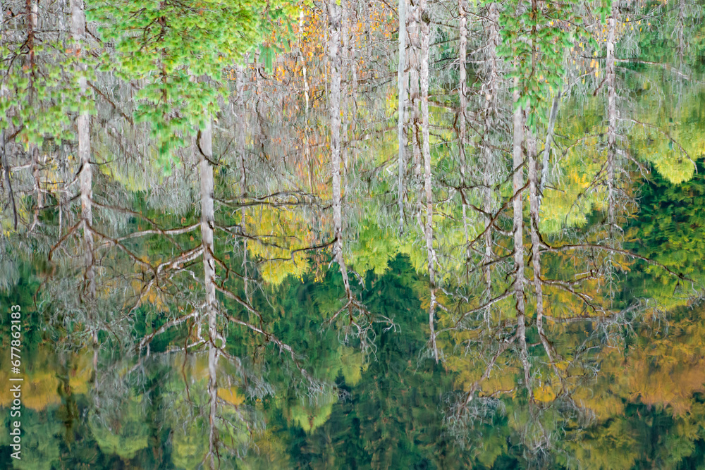 the beautiful autumn colored forest