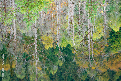 Obraz na płótnie the beautiful autumn colored forest w salonie