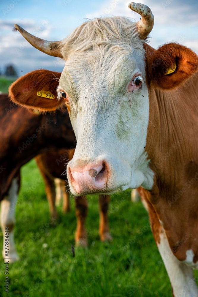 Closeup shot of a cow in the field staring at the camera Closeup shot of a cow in the field staring at the camera