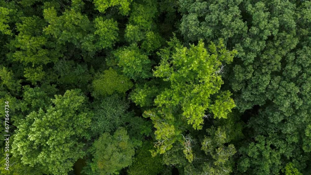 Aerial scene over forest green trees in South Carolina