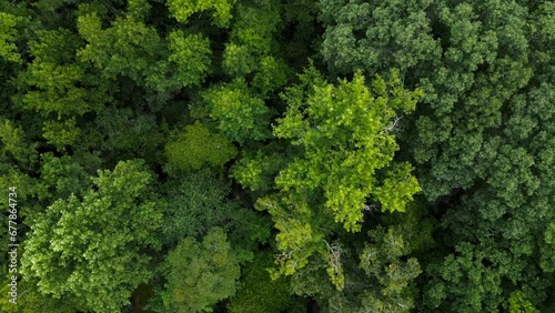 Aerial scene over forest green trees in South Carolina photo