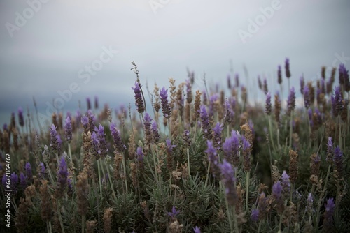 Closeup of purple lavenders swaying in the field