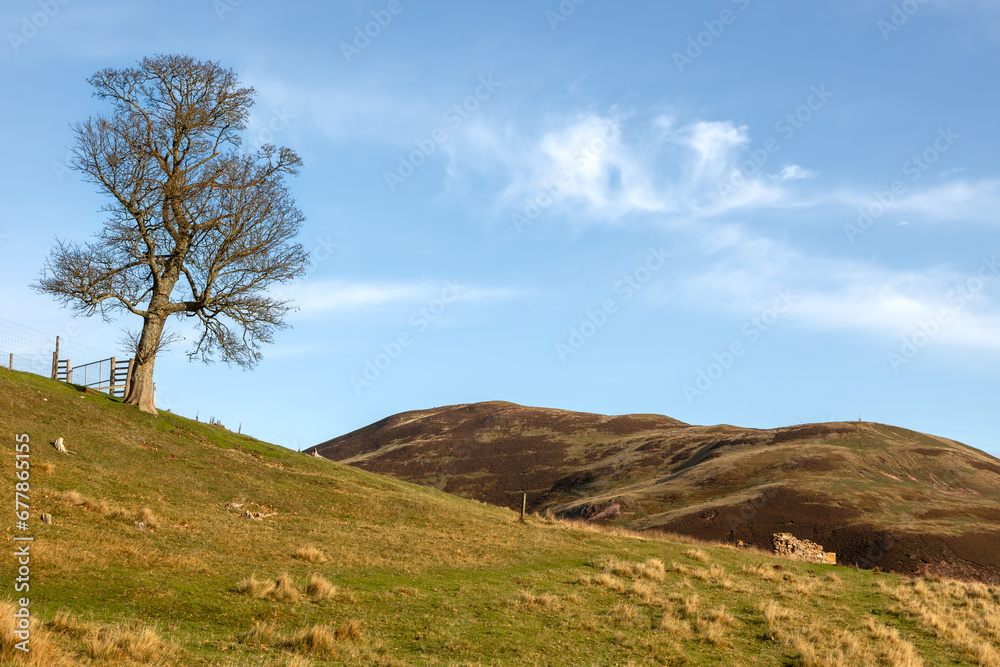 A lone tree standing proud on a hilltop in the Scottish Highlands. Soft, warm, orange light 